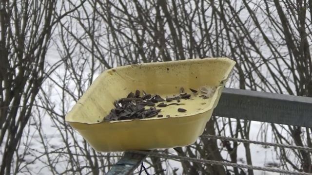 Кто ходит в гости по утрам смотреть онлайн