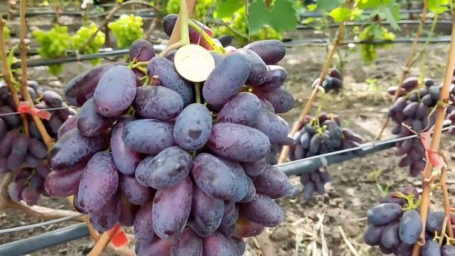 Виноград Красава 2022 , г-ф Красава