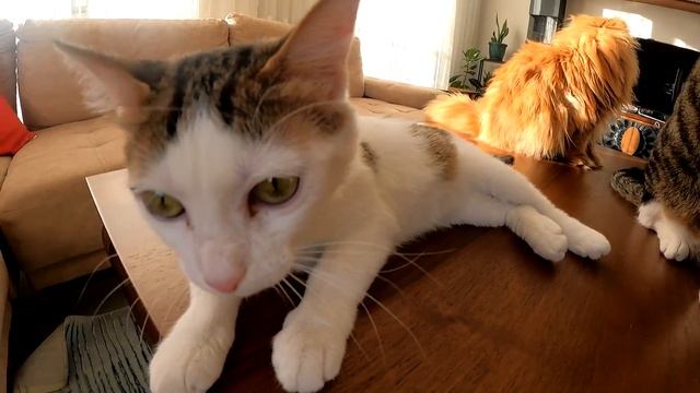 Rescued Cat Family. Tabby cats - Persian cat смотреть онлайн