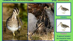 Бекас. Голоса птиц