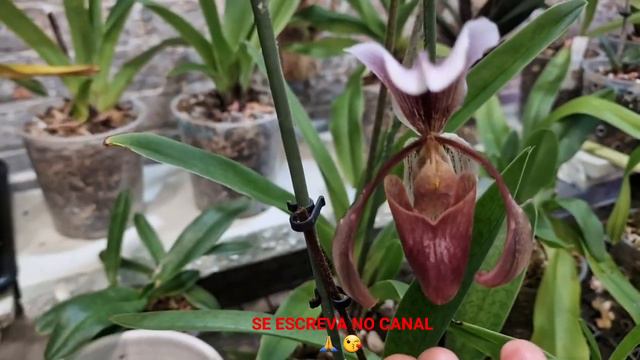 🇧🇷Mais raízes com 80% de umidade😱#orchidées #sapatinho #paphiopedilum #orquideas #phalaenopsis #flo смотреть онлайн
