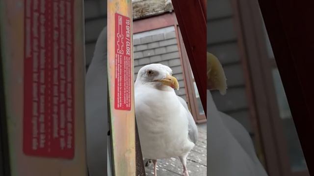 My Pet Seagulls Babies Came For A Snacko! смотреть онлайн