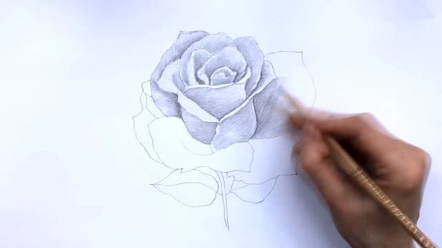 Уроки рисования. Как нарисовать РОЗУ карандашом ! How to Draw a Rose | Art School смотреть онлайн