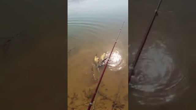 Рыбалка на сазана 18,09,2016 смотреть онлайн