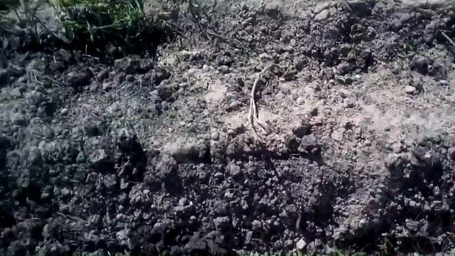 Посадка батата в грунт. #суфикс смотреть онлайн