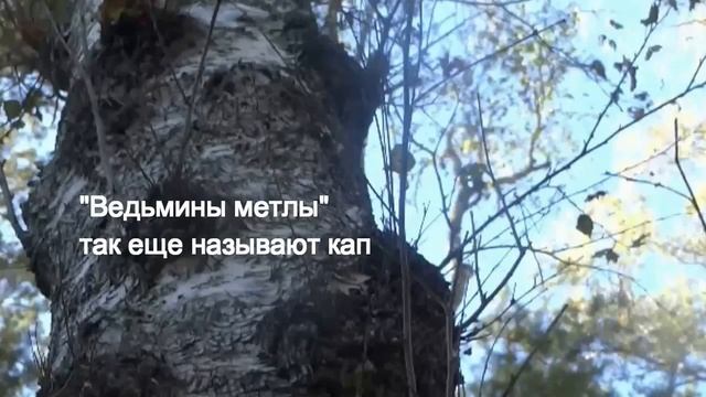 Березовый сувель и кап. Как растет сувель, как растет кап. Рукоять ножа из сувеля и капа. смотреть онлайн