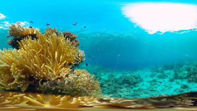 Coral reef and tropical fish. Philippines. Virtual Reality 360 смотреть онлайн