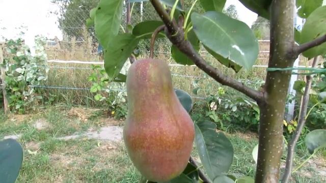 Груша Талгарская Красавица Сравнение домашней и купленной смотреть онлайн