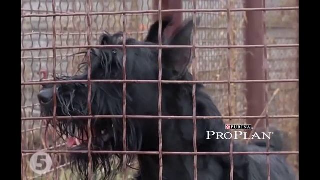 Ризеншнауцер – все о породе собаки – Purina Pro Plan Ukraine смотреть онлайн
