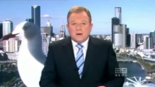 Гиганская чайка в прямом эфире смотреть онлайн