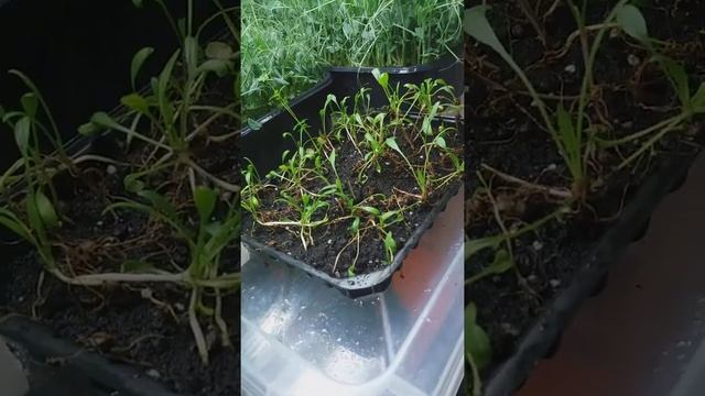 Горошек без субстрата,пшеница, стелаж микрозелени и горох на торфе... смотреть онлайн