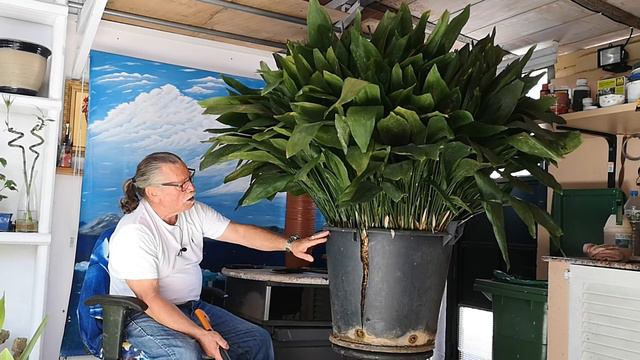 Como reproducir las aspidistra o pilistras 2n parte como sacarla de la maceta смотреть онлайн