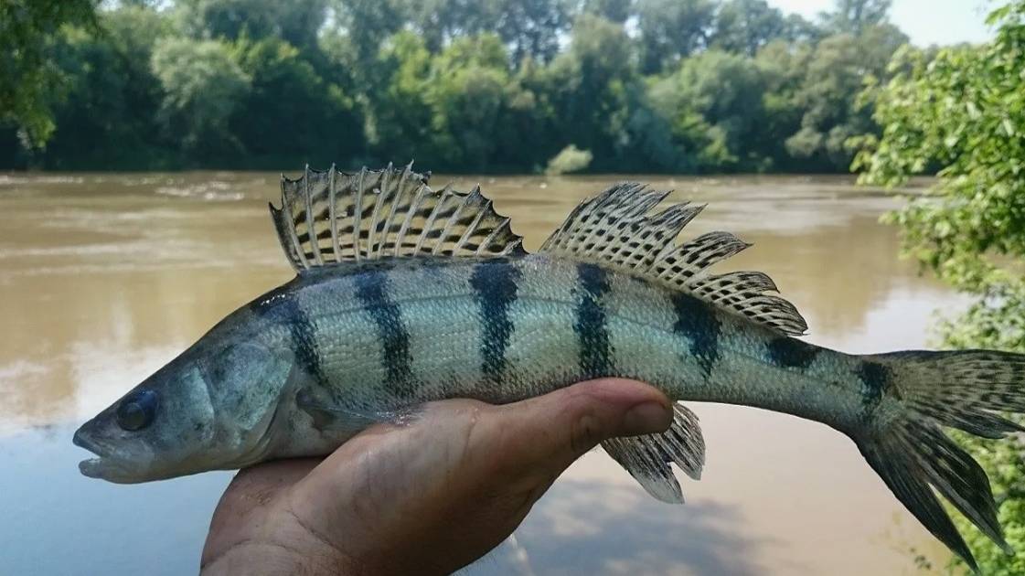 БЕРШ на ДОНКИ (Тюлька) смотреть онлайн