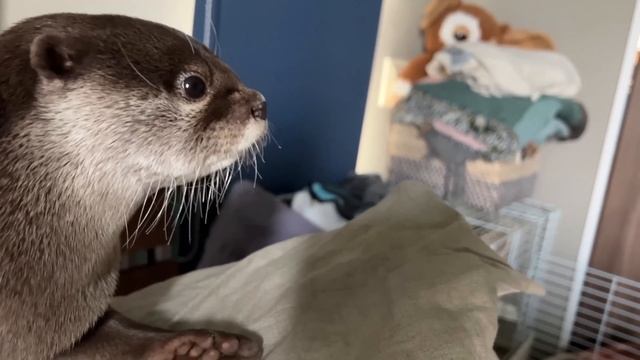 悩んでる時に見せる仕草がかわいすぎるカワウソ　Otter Has a Unique Gesture When He's Thinking.mp4 смотреть онлайн