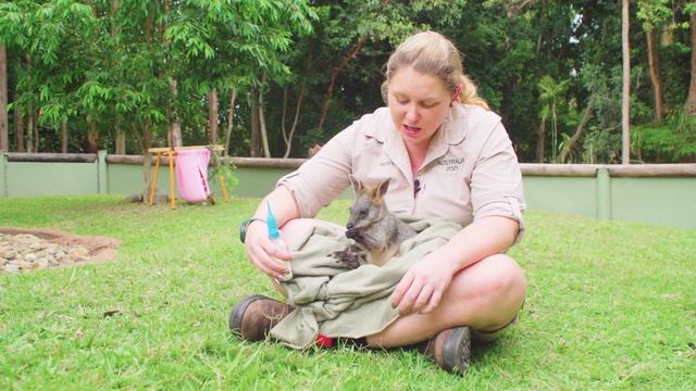 Two adorable wallabies find their home at Australia Zoo | Australia Zoo Life смотреть онлайн