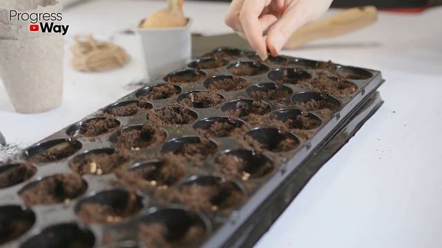 Сеем Огурцы в Эти Дни Завалит Урожаем с Ног до Головы! Посадка Огурцов По Лунному Календарю в 2022! смотреть онлайн