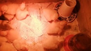 Инкубация гусиных яиц / Инкубатор Блиц Норма /