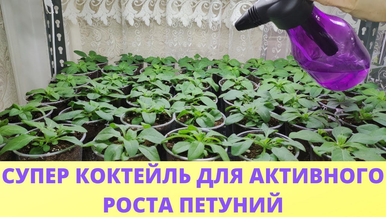 Супер коктейль для роста петуний. Ваша петуния вырастит на глазах. Когда делать первую пришипку. смотреть онлайн