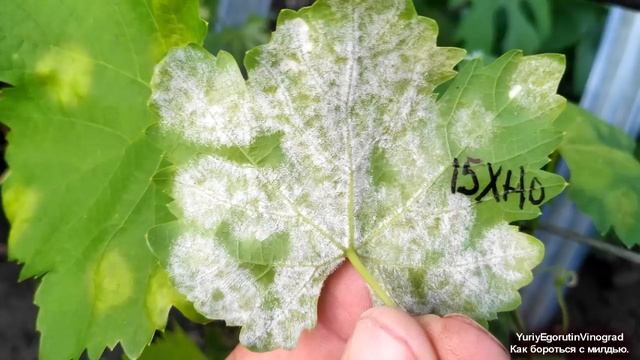? Внимание! ВСПЫШКА БОЛЕЗНИ на винограде. ЭТОЙ ЗАРАЗОЙ болеют все ВИНОГРАДНИКИ МИРА! Милдью. смотреть онлайн