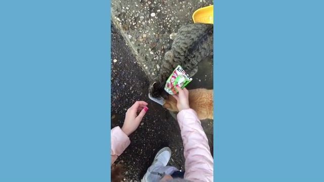 Мы на даче! Кормим кошек!? смотреть онлайн