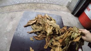 сушка и ферментация табака