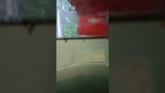 Эксперимент выращивание Артемии на подоконнике путем размножения в домашних условиях смотреть онлайн