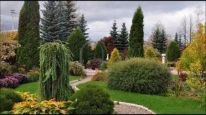 Беспроигрышная идея для бизнеса. Организация выращивания туи.