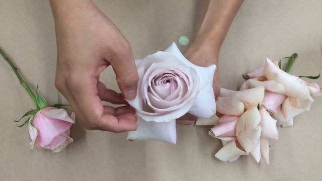 How to "Reflex" a Rose смотреть онлайн