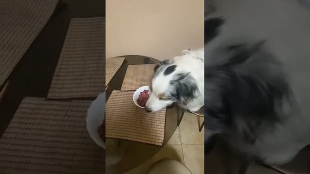 Видео отзыв - натуральный корм Pavik смотреть онлайн