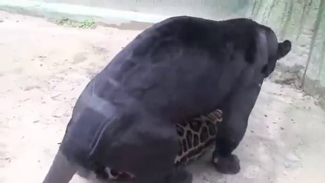 Black cat with tiger possible смотреть онлайн