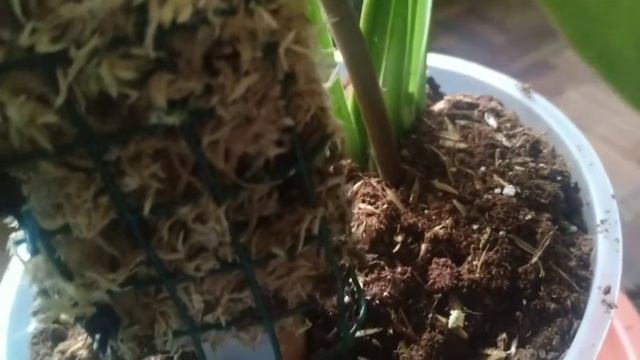 Syngonium, trasplantes, nuevo substrato y tutor 🤗💚 смотреть онлайн