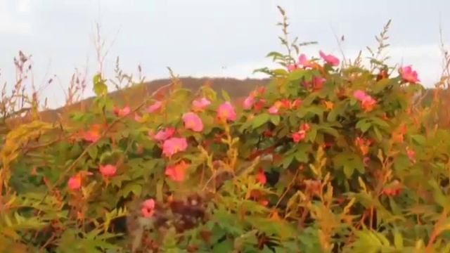 ТАХТА- амурская деревня. смотреть онлайн