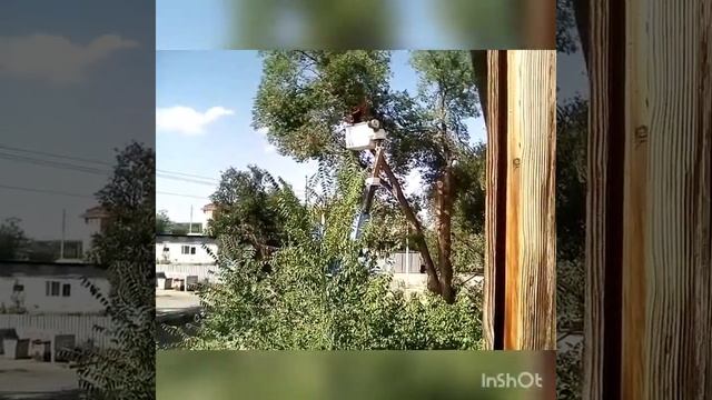 Как спиливают ветки высокого дерева смотреть онлайн