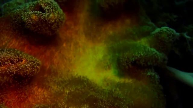 ГОЛУБА ПЛАНЕТА ТА НАЙКРАСИВІША МУЗИКА КОХАННЯ. ВАДИМА ГУР'ЄВА ,, НЕ ЗАБУТИ.МОНТАЖ НАТАЛІЯ НАТАЛІ смотреть онлайн