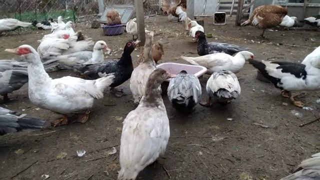 МУСКУСНЫЕ УТКИ ПРОДАЖА УТОК СПАРИВАНИЕ ИНДЮКОВ ИНКУБ ЯЙЦА. НОВОСТИ СО ДВОРА 21 грудня 2020 р. смотреть онлайн