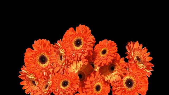10 Best Indoor Plants That Produce Oxygen 24/7 – Ideal Bedroom Plants смотреть онлайн