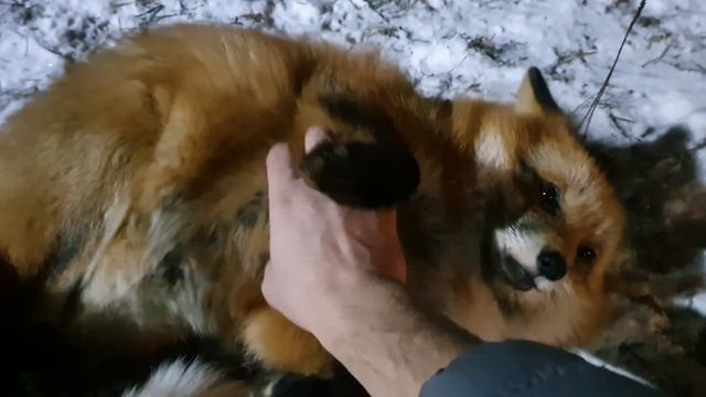 Алиса - лиса. Спит на снегу смотреть онлайн
