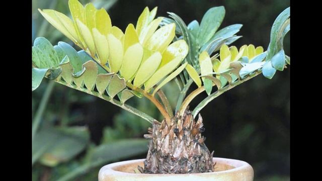Zamia Furfuracea Bonsai смотреть онлайн