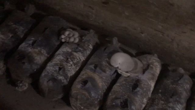 Вешенка, отработанные блоки, неплохой урожай смотреть онлайн