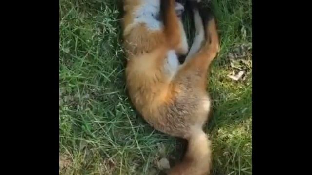 Как разбудить лисёнка, если он спит? смотреть онлайн