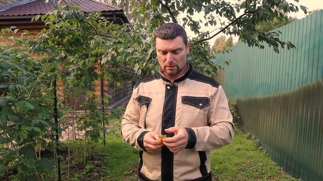 Три ГЛАВНЫЕ болезни вашего сада!  Как выглядят и чем лечить! МОНИЛИОЗ, КЛЯСТЕРОСПОРИОЗ, КОККОМИКОЗ