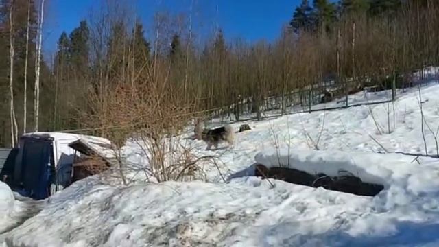 Поездка на дачу.Шампиньоны жарим на мангале. смотреть онлайн