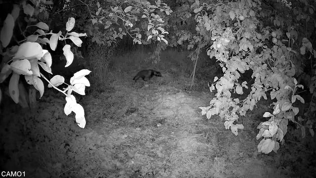 Енотка. День первый. Вечер 1 (20:30) /Raccoon dog. Day one. Evening 1 (20:30) смотреть онлайн