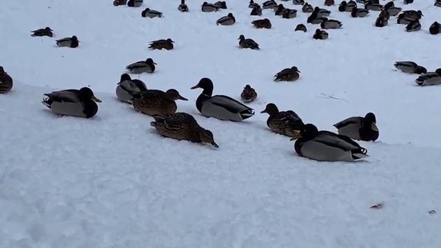 Утки зимуют смотреть онлайн