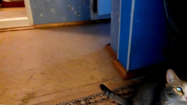 Киска любит ванну смотреть онлайн