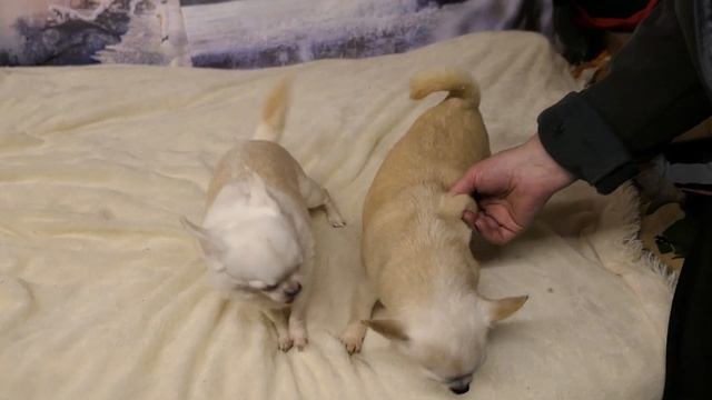 #ОТЗЫВ о корме #ROYAL_CANIN питомник собак "Мари Мистик" ХОРОШИЙ ИЛИ ПЛОХОЙ КОРМ ДЛЯ СОБАК ? смотреть онлайн