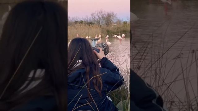 White Ibises Of Spain | #animals #birds #wildlife #nature