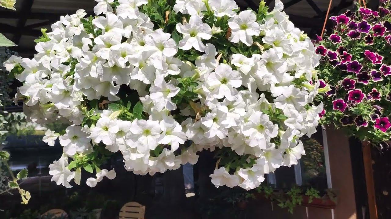 Где взять бесплатно черенки петунии. Начинаю черенковать летом для сохранения зимой. Корни за 7 дней смотреть онлайн