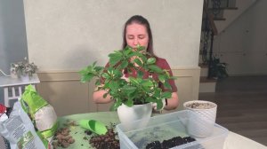 №5. Гардения. Листья светлеют и мельчают, что делать?