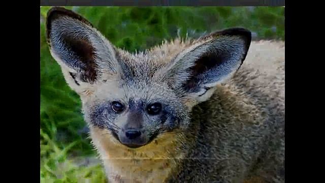 Зоопарк Сан Диего - презентация смотреть онлайн